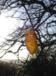 SX20955 Yellow leaf on tree.jpg